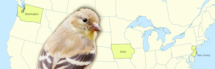 A map of the states which have the Goldfinch as their state bird.